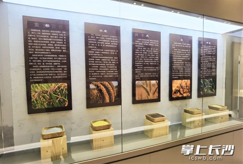 宁乡市回龙铺镇建成宁乡市粮食发展中心，成为展示宁乡粮食文化的窗口。长沙晚报全媒体记者 张禹 摄