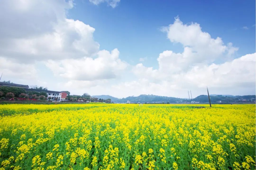 生态绿心油菜花盛开。长沙晚报全媒体记者 王斌 摄