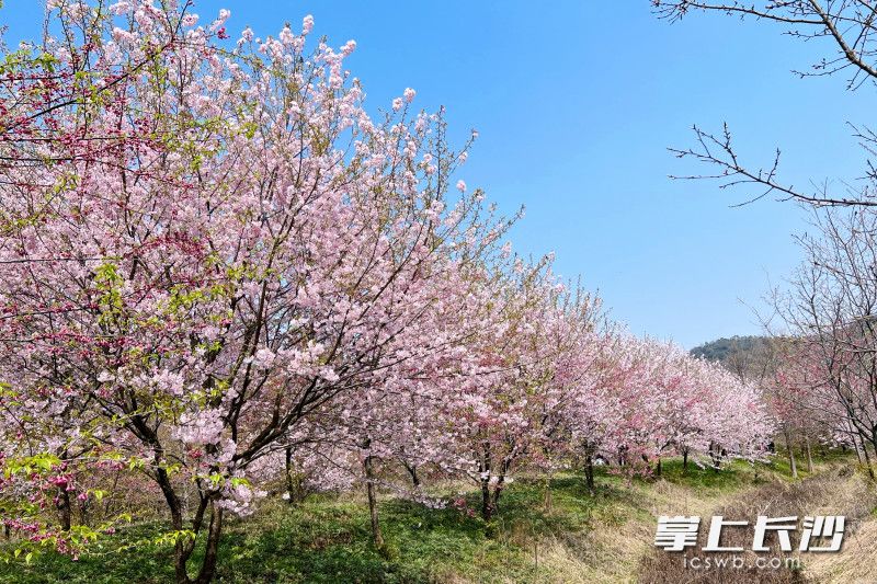 11日，望城白箬铺镇黄泥铺村，约200亩樱花已完全盛放。均为长沙晚报全媒体记者 刘攀 摄