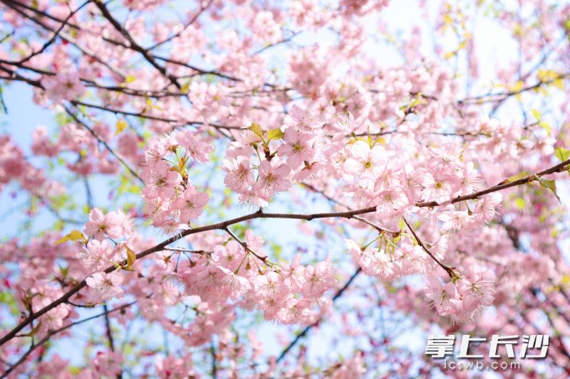 樱花寄来一张春日明信片。