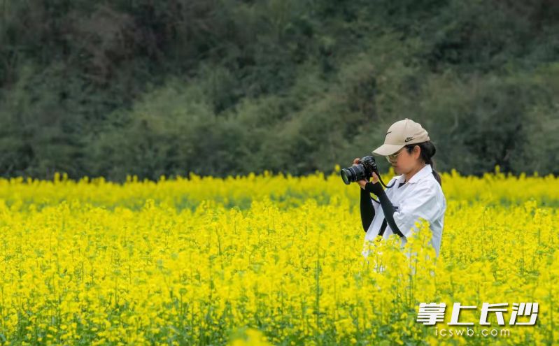 茶亭花海资料图片