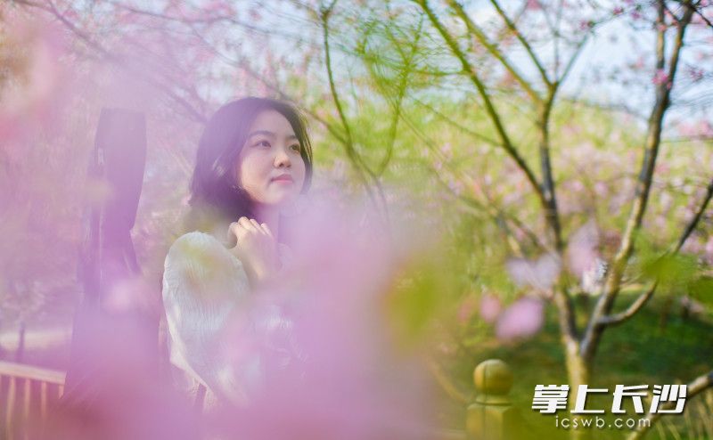 一位女孩正在樱花园里拍照。图片均为长沙晚报全媒体记者 邹麟 郭雨滴 摄