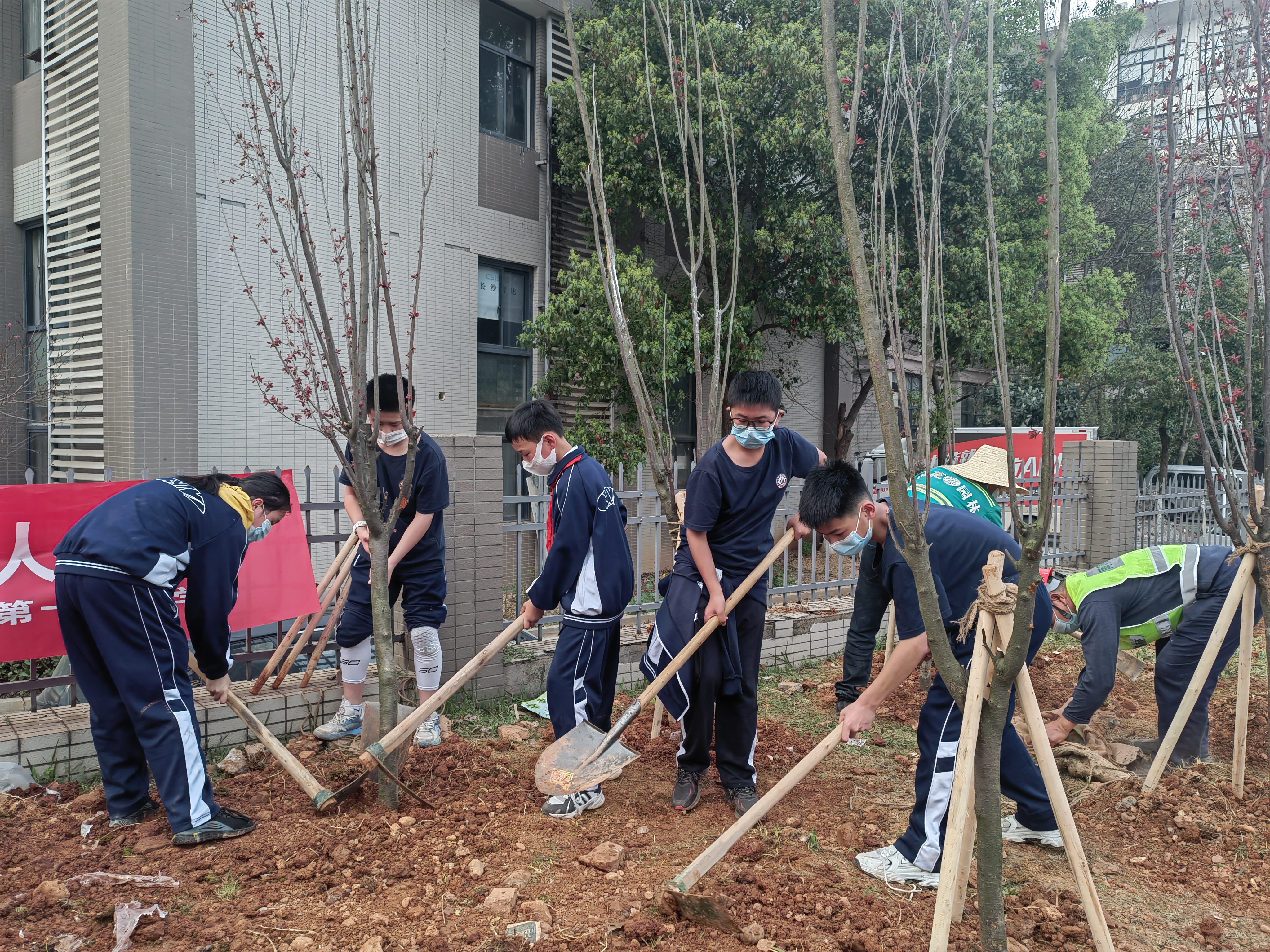 14日，雨花区干部群众来到仙岭中路旁，栽下200株紫叶李和香樟汇集成“两型林”。长沙晚报全媒体记者  胡媛媛 摄