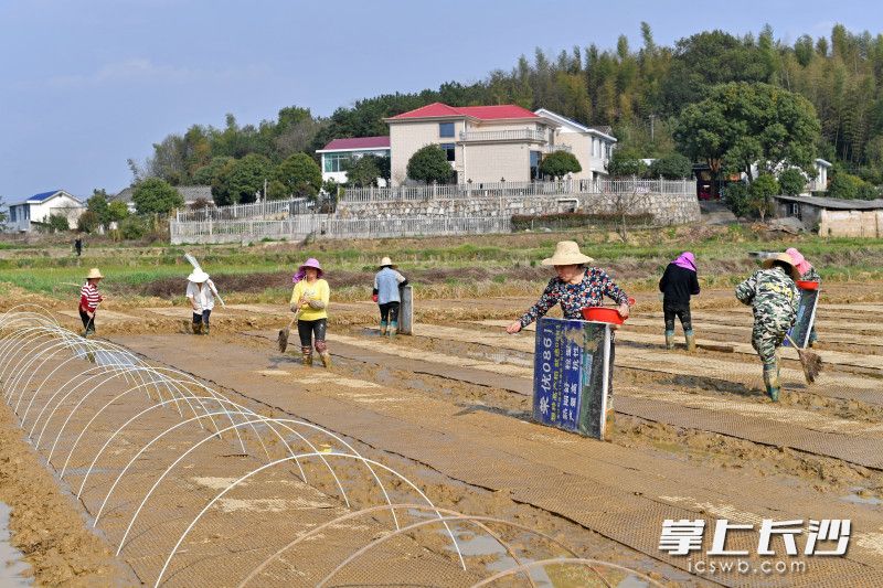 今日下午，长沙县路口镇明月村，村民在春播。均为长沙晚报全媒体记者 王志伟 摄