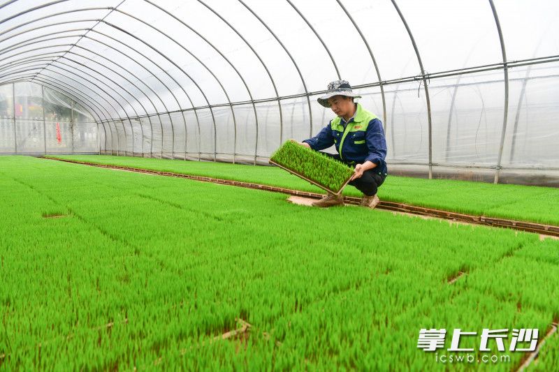 育秧大棚内，第一批早稻秧苗已经绿油油一片，工作人员在察看秧苗生长情况。长沙晚报通讯员 彭红霞  全媒体记者 王志伟 摄影报道