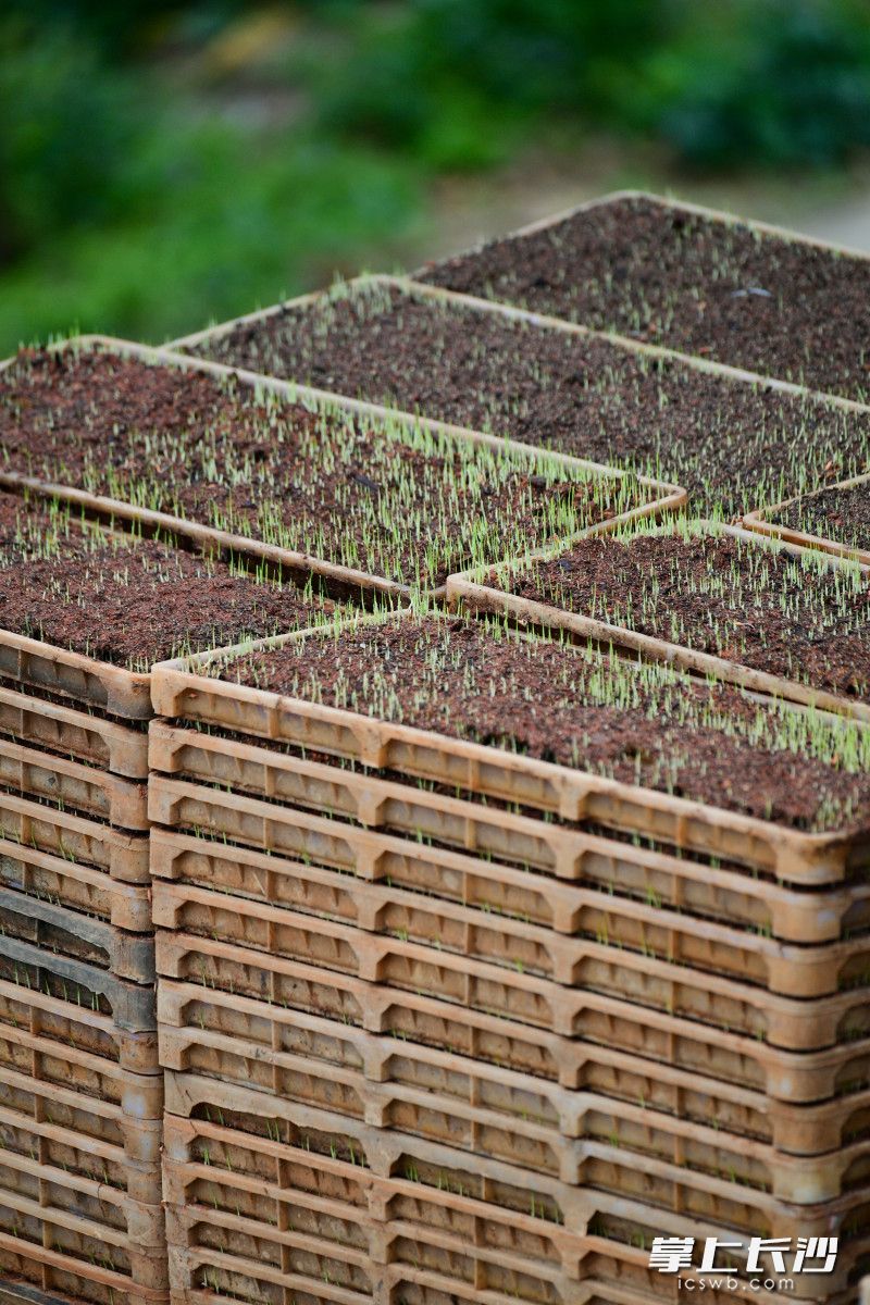在适宜的温度和湿度下，育秧盘中长出点点嫩芽。长沙晚报通讯员 彭红霞  全媒体记者 王志伟 摄影报道