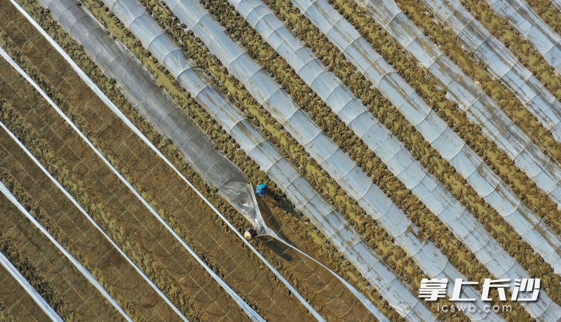 3月15日，宁乡双江口镇新香社区，村民们正在农田里搭棚育秧。长沙晚报全媒体记者 邹麟 摄