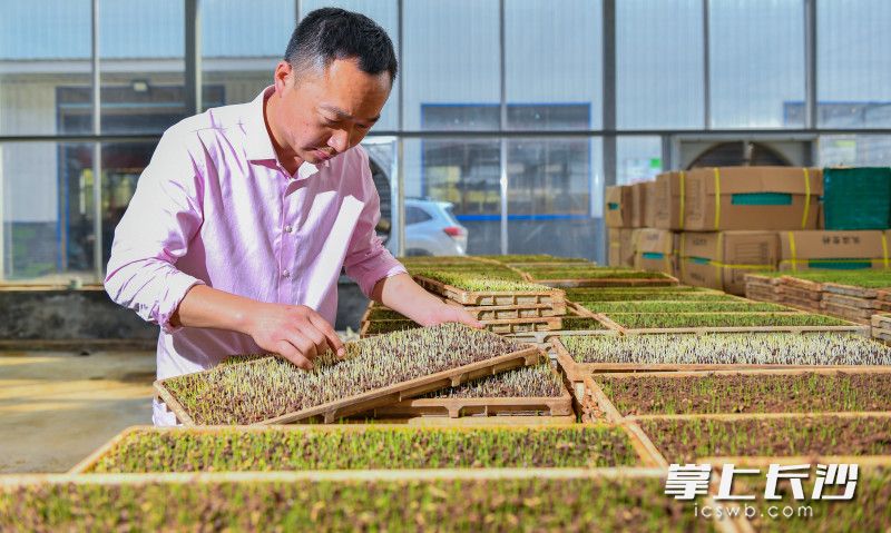 3月15日，宁乡双江口镇极和智慧农业科技有限公司负责人姜超正在看秧苗的生长情况。长沙晚报全媒体记者 邹麟 摄