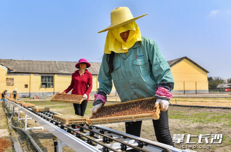 宁乡双江口镇育秧基地，村民正把发芽的秧苗摆放至旱地育秧场。长沙晚报全媒体记者 邹麟 摄