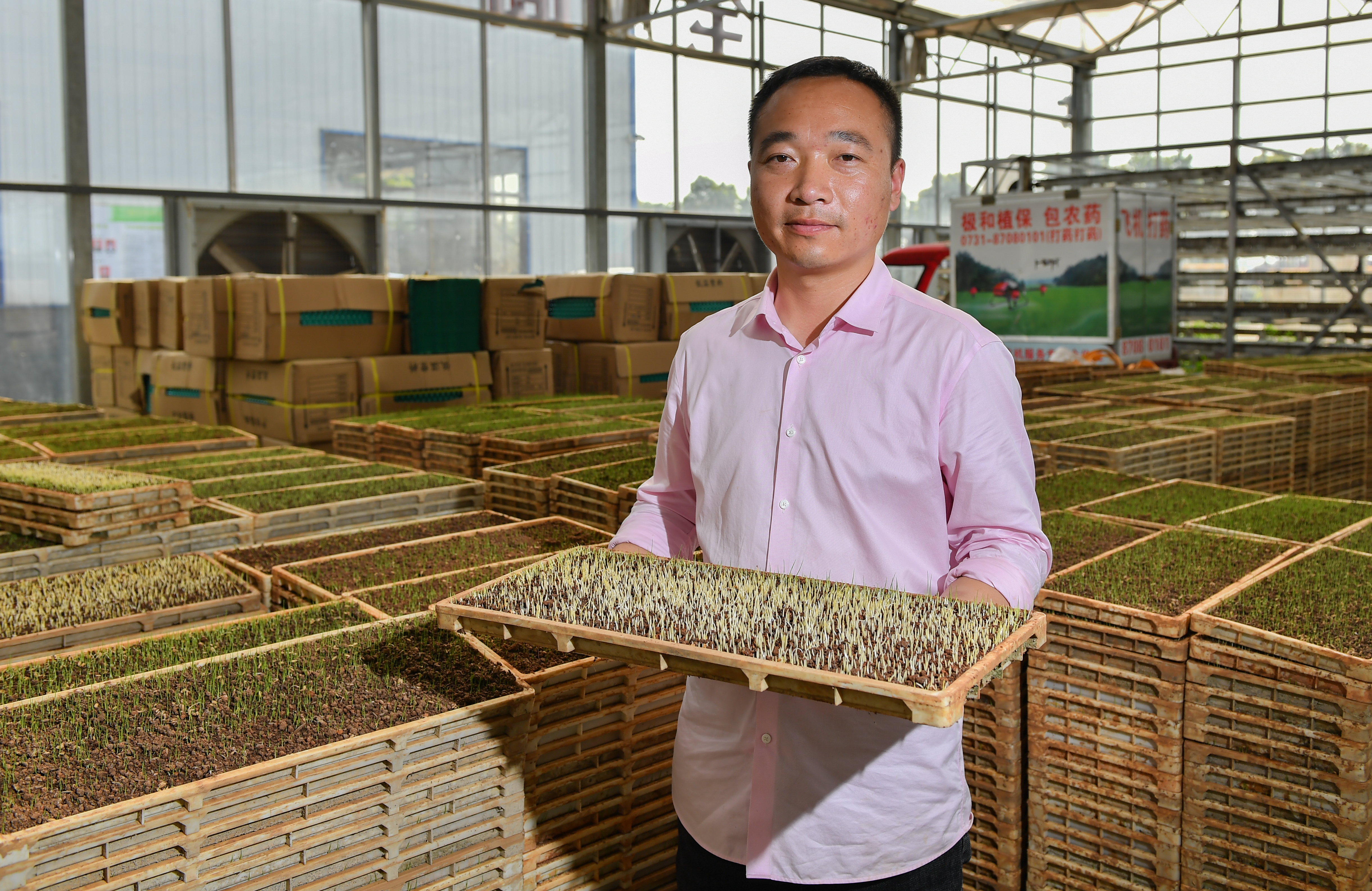 湖南极和智慧农业科技有限公司姜超正展示刚发芽的秧苗。均为长沙晚报全媒体记者 邹麟 摄