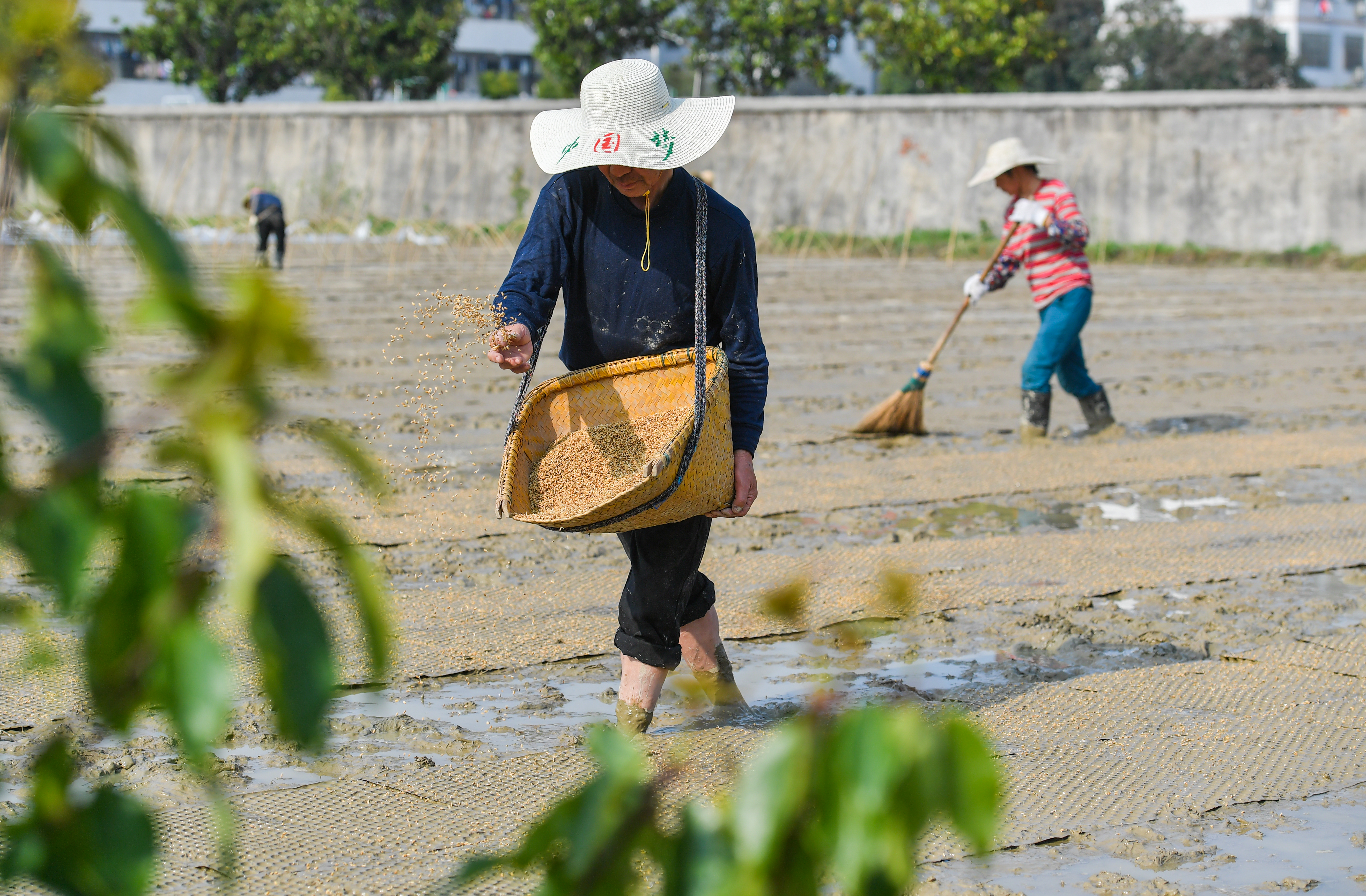 在双江口镇新香社区，村民正在田里播撒稻种。