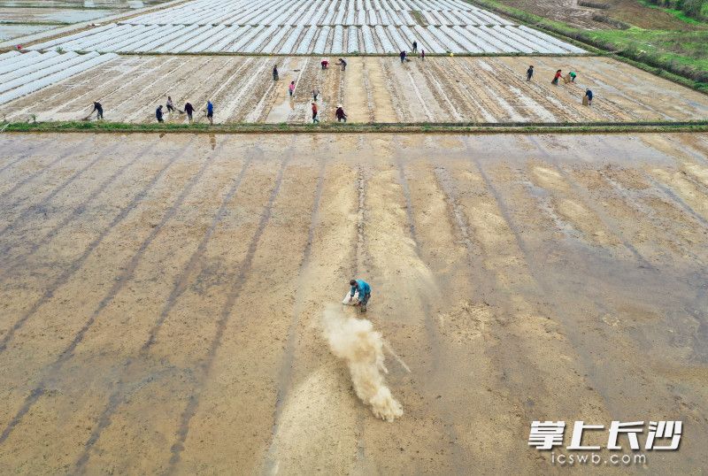 长沙县于2019年兴起水稻托管模式，实行耕、种、管、收全程机械化作业，形成产、供、销为一体的综合发展模式。 长沙晚报全媒体记者 周游 通讯员 章帝 摄影报道
