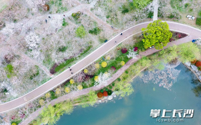 高空俯瞰玉湖公园，洁白的樱花宛若人间仙境。图片均为长沙晚报全媒体记者 邹麟 摄