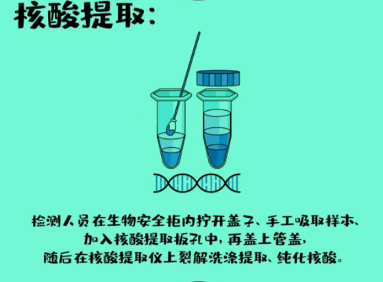 核酸提取：检测人员在生物安全柜内拧开盖子，手工吸取样本，加入核酸提取板孔中，再盖上管盖，然后在核酸提取仪上裂解洗涤提取、纯化核酸。