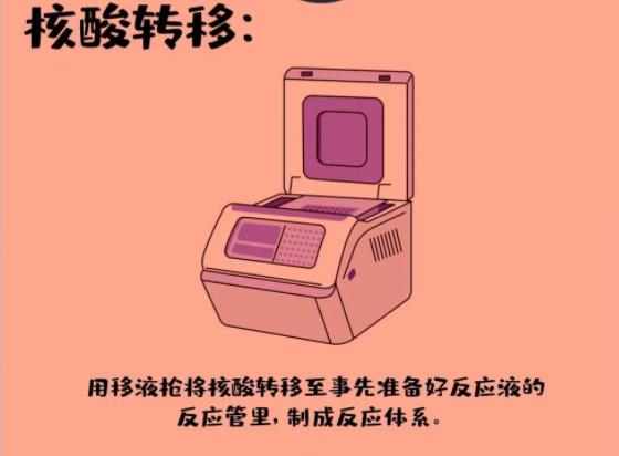核酸转移：用移液枪将核酸转移至事先准备好反应液的反应管里，制成反应体系。