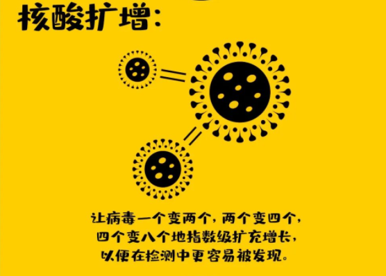 核酸扩增：让病毒一个变两个、两个变四个、四个变八个呈指数级扩充增长，以便在检测中更容易被发现。核酸扩增：让病毒一个变两个、两个变四个、四个变八个呈指数级扩充增长，以便在检测中更容易被发现。
