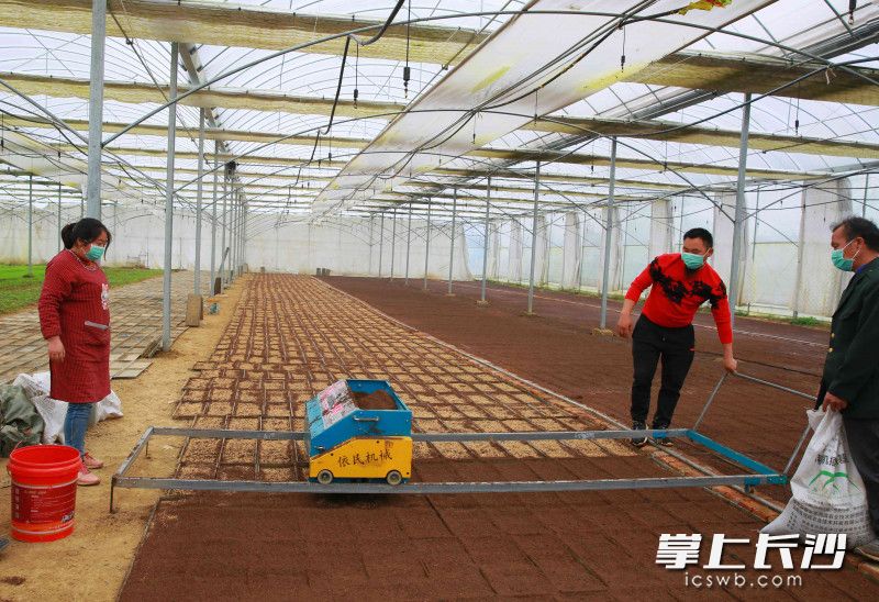 宁乡农民抢抓农时播种育秧。图片均为长沙晚报全媒体记者 贺文兵 通讯员 刘静 摄影报道