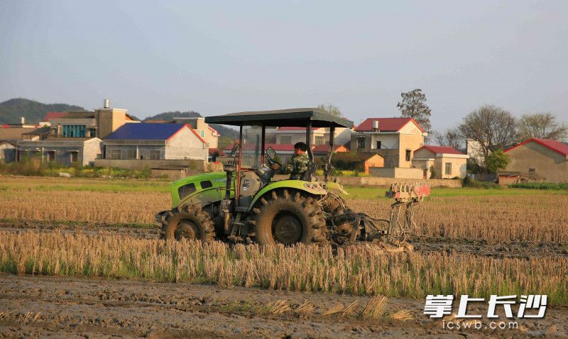 “铁牛”翻耕。