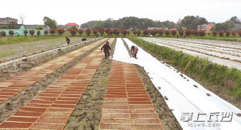 忙春耕保丰收。