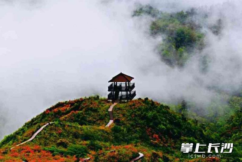 浏阳大围山的杜鹃花花期可持续到5月上旬。