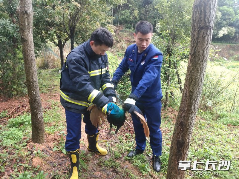 消防救援人员小心翼翼地将孔雀救下。长沙晚报通讯员 胡宇波 供图
