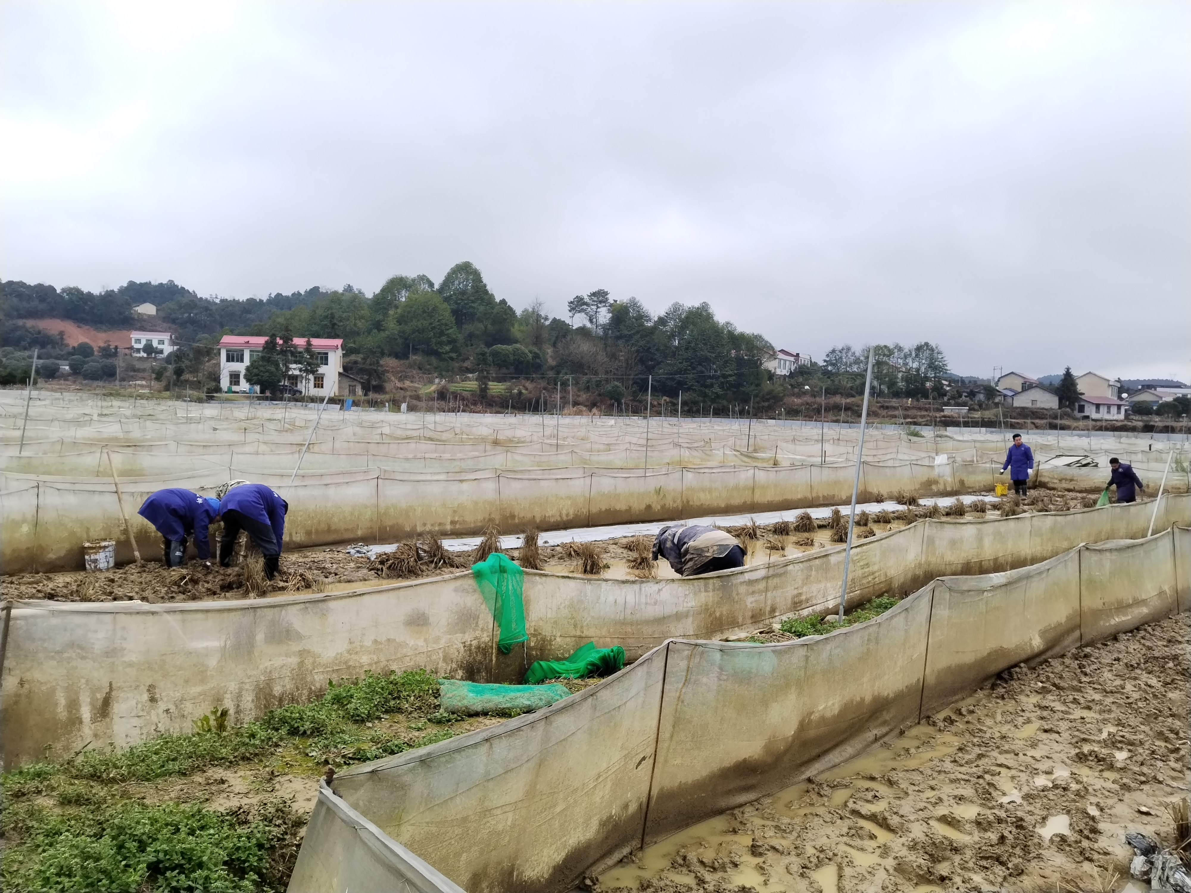 在浏阳市枨冲镇才常村黑斑蛙生态养殖基地，村民在地里忙碌。 长沙晚报通讯员 王刚 摄