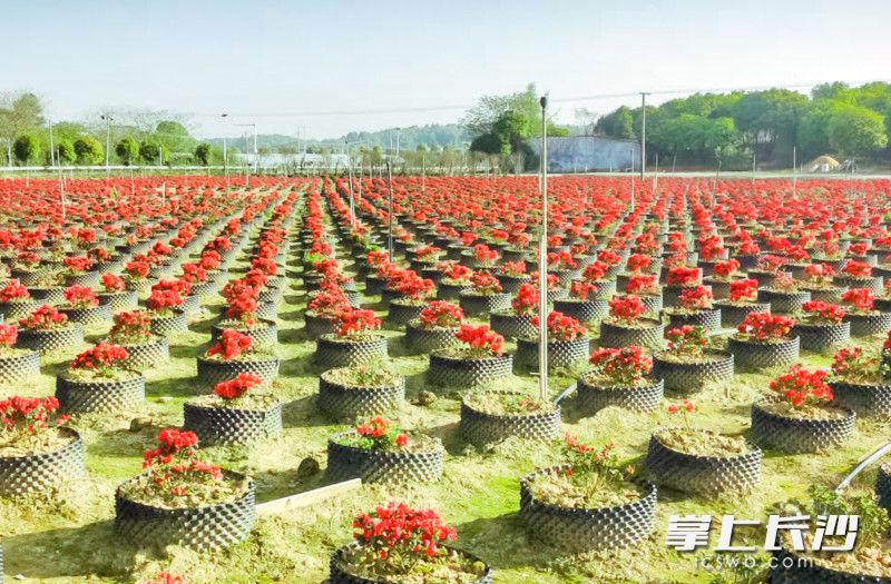 杜鹃花开别样红。长沙晚报全媒体记者 陈飞 摄