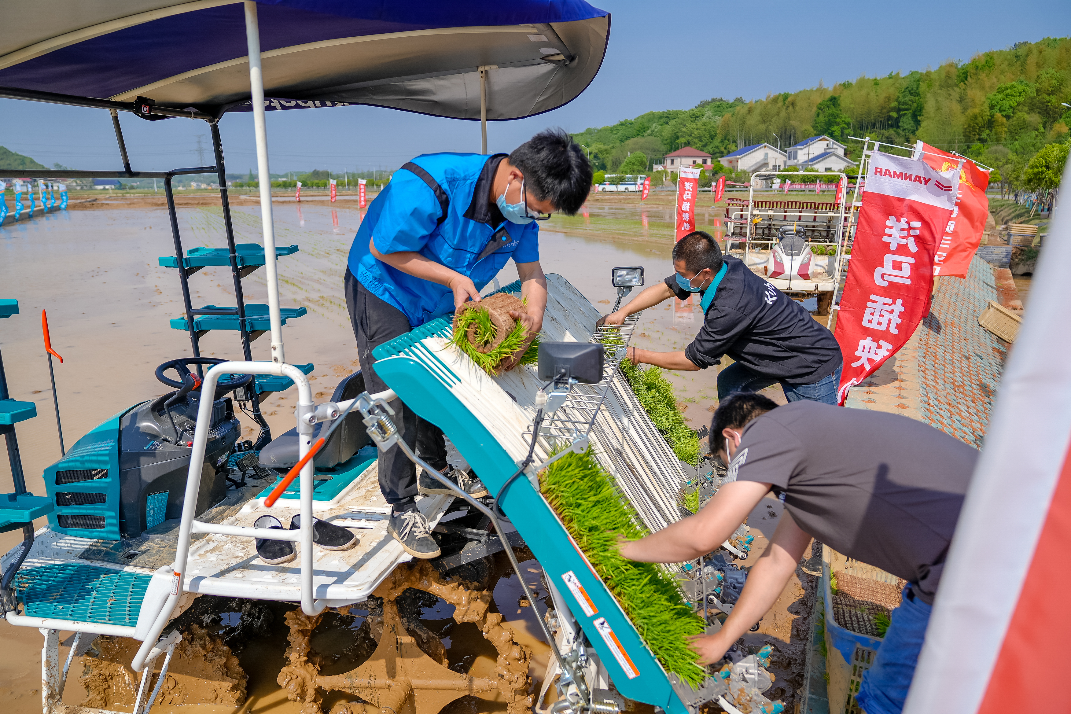 放好秧盘,然后操作抛秧机,绿油油的秧苗将被均匀抛撒在田里。 均为长沙晚报全媒体记者 陈飞 摄 放好秧盘,然后操作抛秧机,绿油油的秧苗将被均匀抛撒在田里。 均为长沙晚报全媒体记者 陈飞 摄