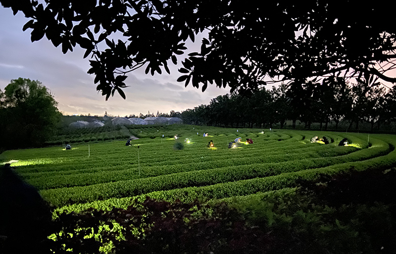 披星戴月,挑灯采茶。均为学校供图 披星戴月,挑灯采茶。均为学校供图