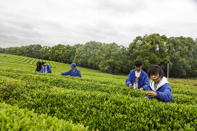 学生在采茶。 学生在采茶。