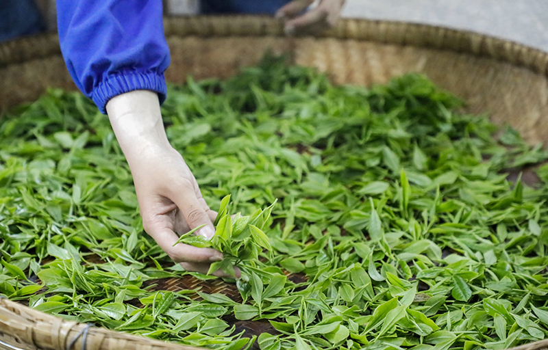 摊青:将鲜叶均匀摊开在簸箕上,在阴凉通风的环境下,等待时间将水分和青草气带走。 摊青:将鲜叶均匀摊开在簸箕上,在阴凉通风的环境下,等待时间将水分和青草气带走。