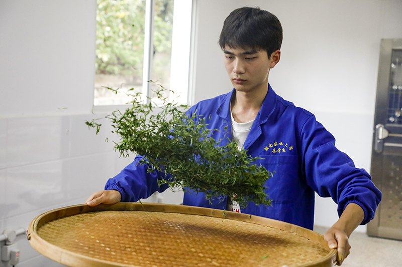 清风:鲜叶杀青之后将叶片温度迅速降下来,帮助水分散失,防止高温导致水热作用使叶片黄化,影响绿茶色泽。同时减轻没有杀透的酶在高温条件下对多酚物质的氧化,降低酶活。 清风:鲜叶杀青之后将叶片温度迅速降下来,帮助水分散失,防止高温导致水热作用使叶片黄化,影响绿茶色泽。同时减轻没有杀透的酶在高温条件下对多酚物质的氧化,降低酶活。