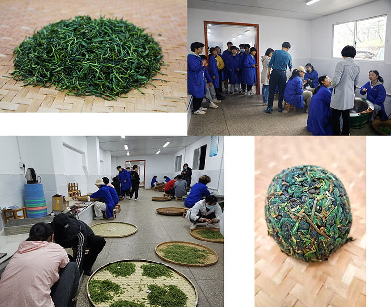 春风化雨,成茶成才。 春风化雨,成茶成才。