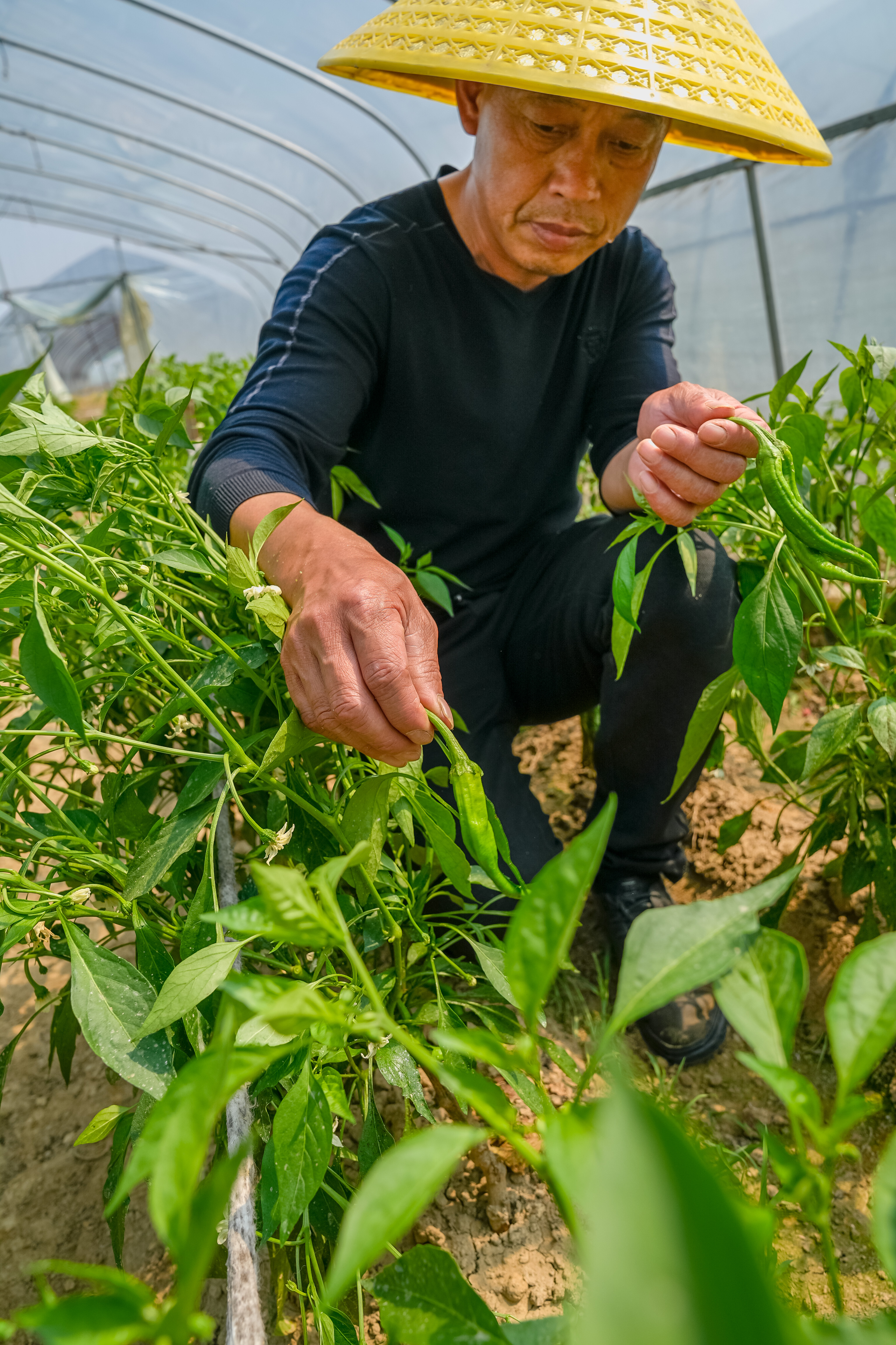 在尹培良精心打理的大棚里，辣椒树枝繁叶茂、花开朵朵，个头长达十公分的新鲜辣椒，已经待字闺中，这批“再生辣椒”即将迎来集中采收季 。 长沙晚报全媒体记者  陈飞 拍摄