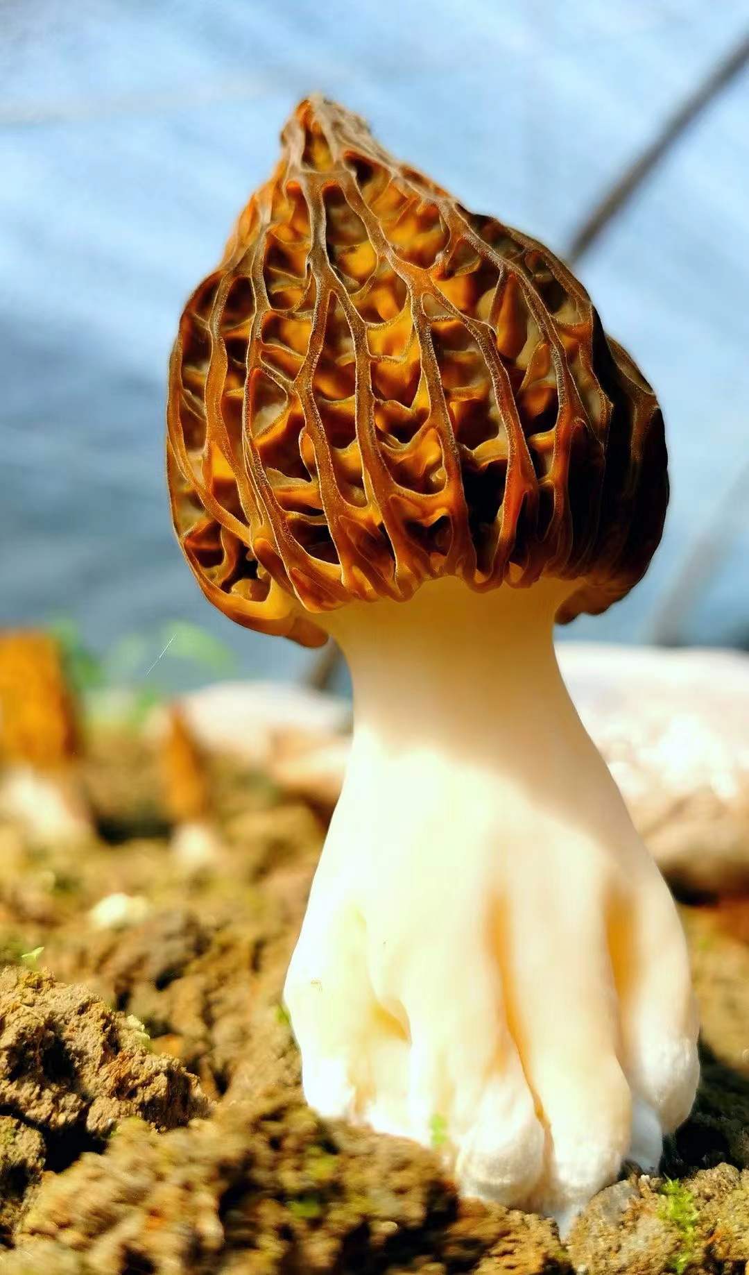 羊肚菌是一种珍稀食用菌品种,因菌盖表面凹凸不平、状如羊肚而得名。 青山桥镇政府供图