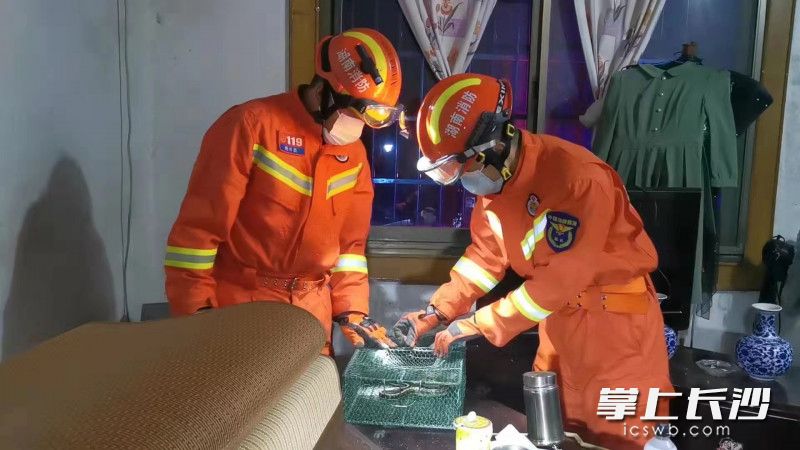 在市民家中，消防救援人员将小蛇装进提前准备好的笼子里。长沙晚报通讯员 杨来富 供图