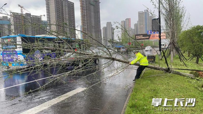 开福交警叶进清理道路上倒下的树木。