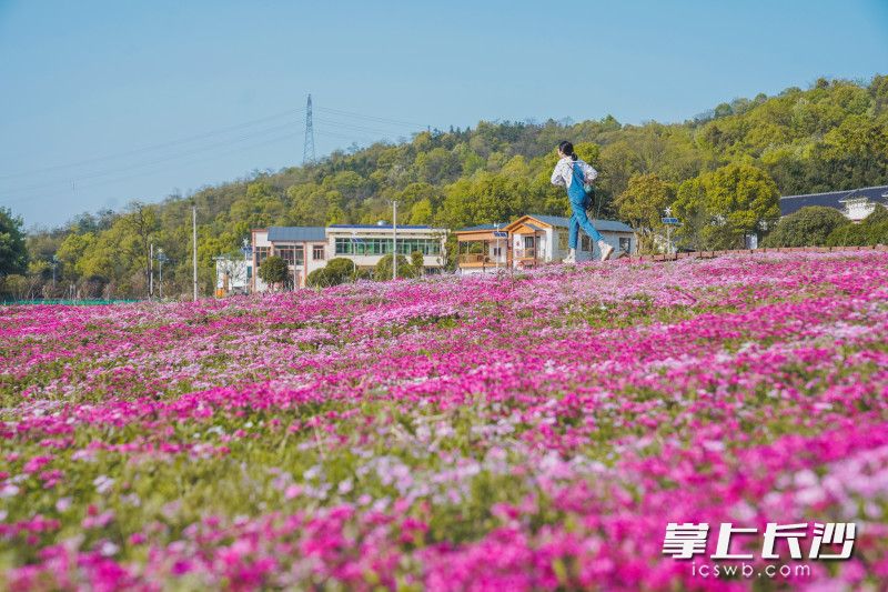 石燕湖的花海五彩斑斓，彰显生态之美。