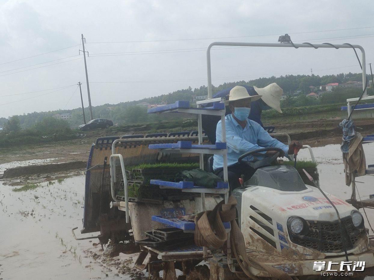 邓战球驾驶着插秧机,在同伴的辅助下插秧。 长沙晚报通讯员 周静忠 摄 邓战球驾驶着插秧机,在同伴的辅助下插秧。 长沙晚报通讯员 周静忠 摄