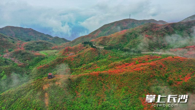 连日来，浏阳市大围山国家森林公园山上云雾缭绕，万亩野生杜鹃花绽放，漫山遍野姹紫嫣红。   均为长沙晚报全媒体记者 邹麟 通讯员 彭红霞 摄影报道