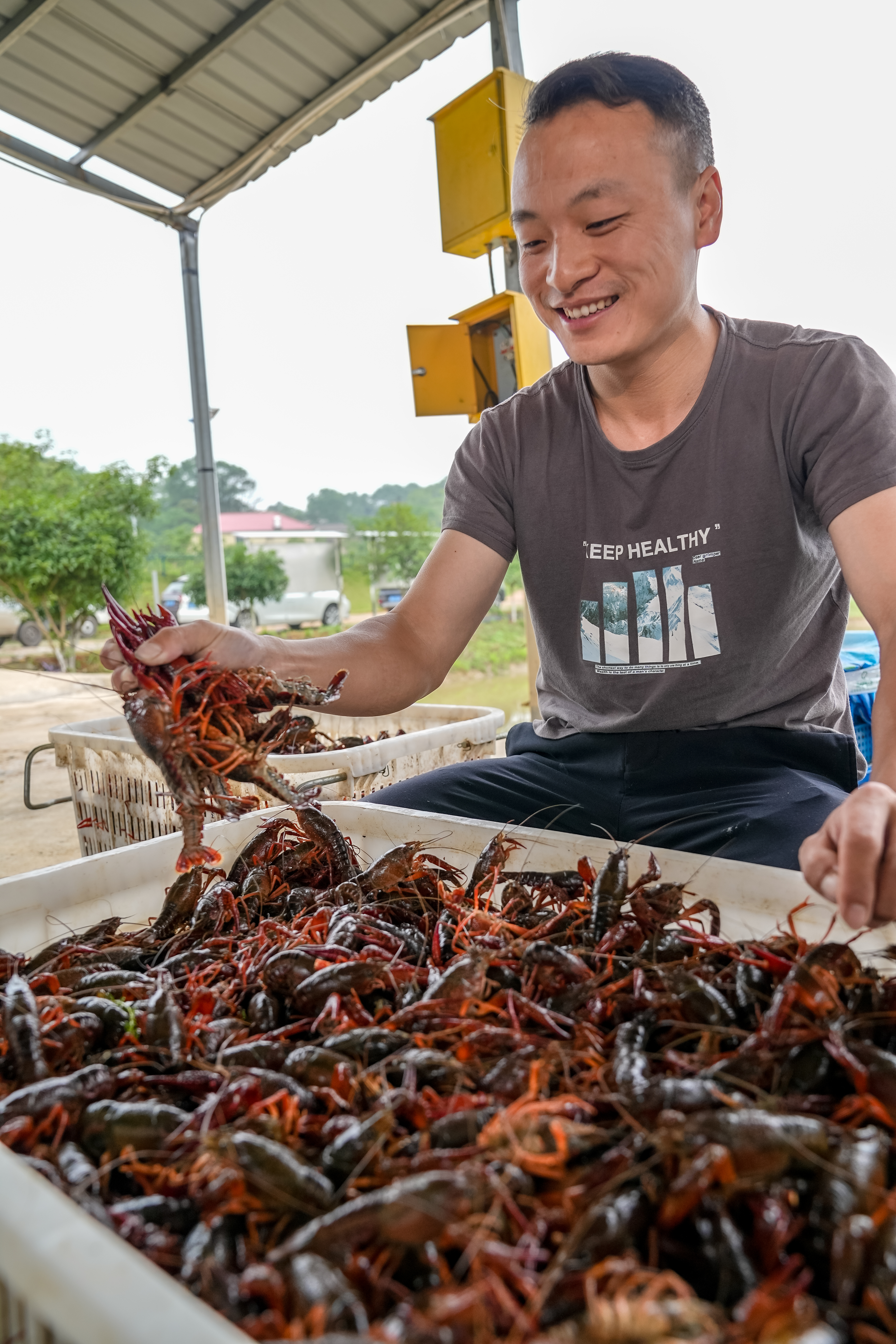 经过分拣、打包、运输,本地小龙虾将成为市民餐桌上的一道美味佳肴。 经过分拣、打包、运输,本地小龙虾将成为市民餐桌上的一道美味佳肴。