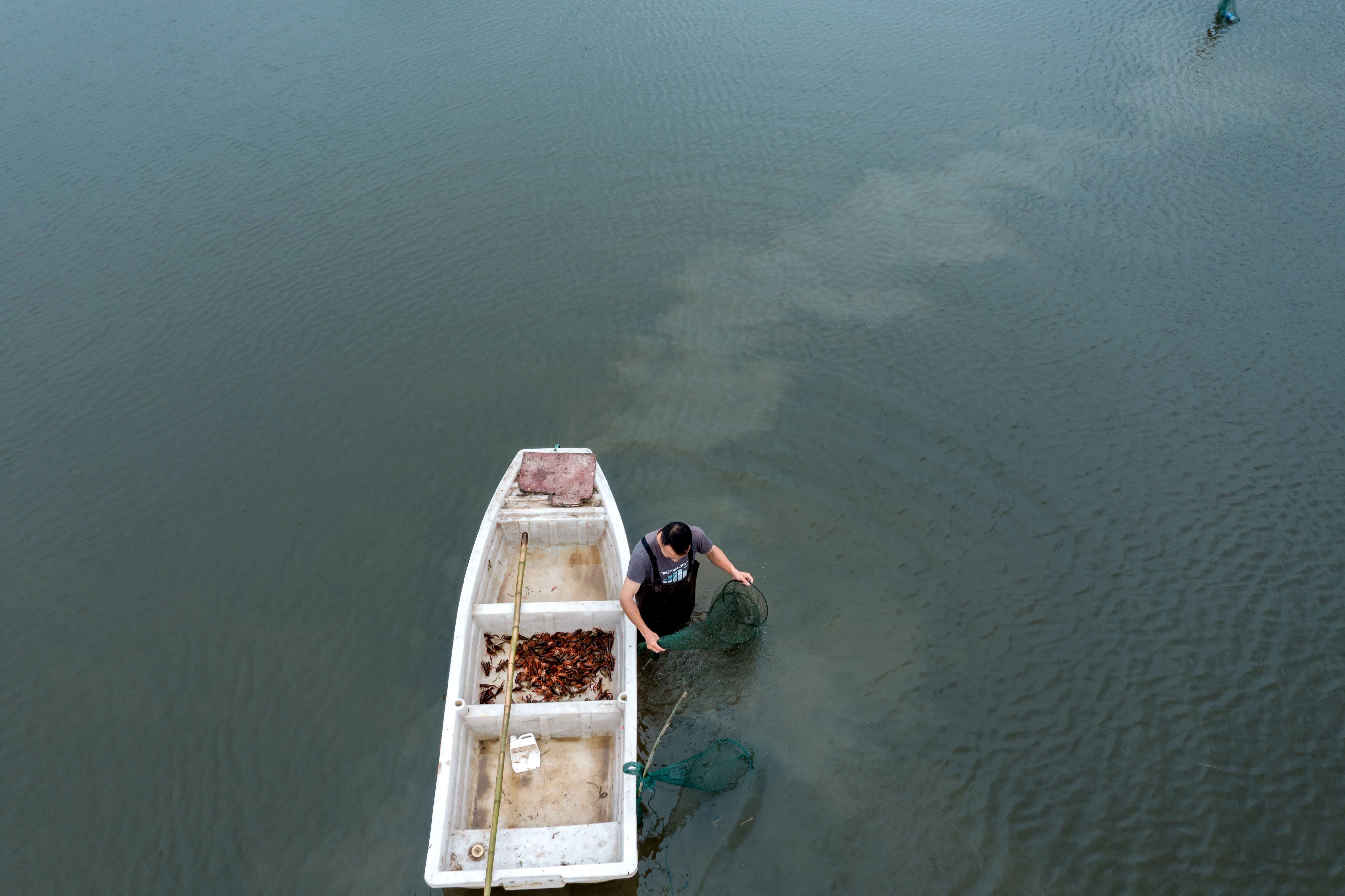 位于望城区铜官街道中山村的湖南风向农业科技发展有限公司基地,工作人员正在用地笼打捞小龙虾。 均为长沙晚报全媒体记者 陈飞 拍摄 位于望城区铜官街道中山村的湖南风向农业科技发展有限公司基地,工作人员正在用地笼打捞小龙虾。 均为长沙晚报全媒体记者 陈飞 拍摄