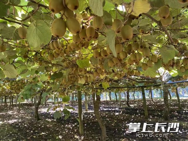 ▲图为新西兰原产地猕猴桃果园。佳沛奇异果经浙江台州港入境，无需多重分销或冗长运输，直接从距离港口最近的仓库发货。王生｜供图