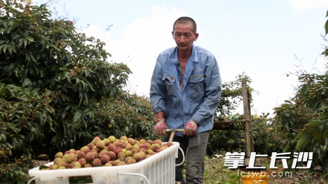 ▲百亿补贴加补，今年应季的火山荔枝卖爆了。图为海口市三门坡镇种植荔枝19年的果农欧辉文，他正将新鲜采摘的荔枝运给拼多多商家赖启春。 李想｜摄