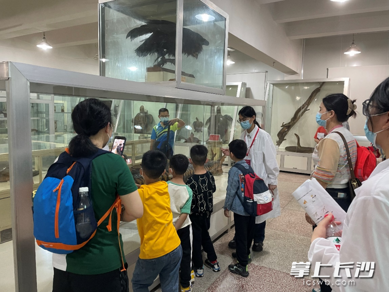 小朋友在湖南师范大学动植物标本馆参观。均为学校供图