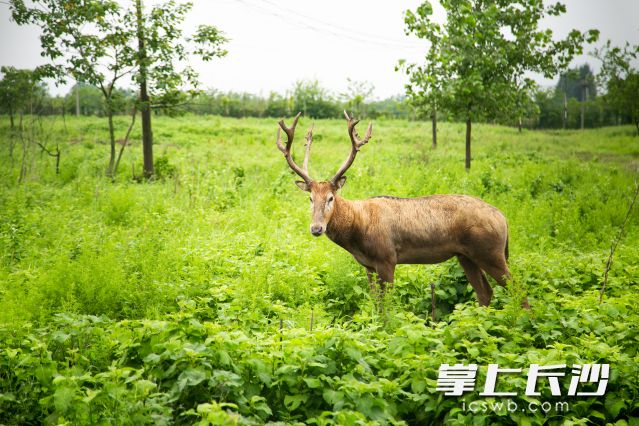 “一鹿有你”项目是以东洞庭湖旗舰物种麋鹿为核心的东洞庭湖生物多样性保护项目。
