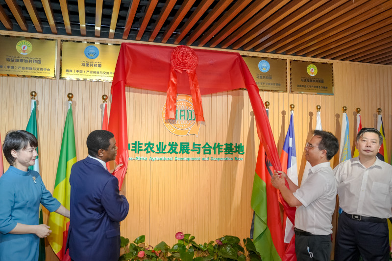 马拉维-湖南农业大学产学研合作基地、马拉维离岸（中国）产业创新与交流中心在湖南农业大学挂牌成立。均为长沙晚报全媒体记者 陈飞摄