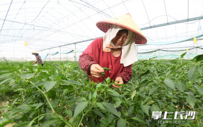 村民们正忙着采摘成熟的辣椒。