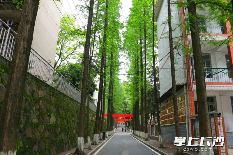 校园美丽的林荫道。所有照片由学校提供。