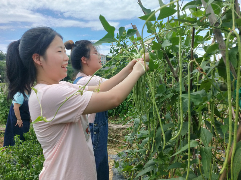 两位00后志愿者在助残基地开展爱心采摘。 图片均为长沙晚报全媒体记者  黎铁桥摄